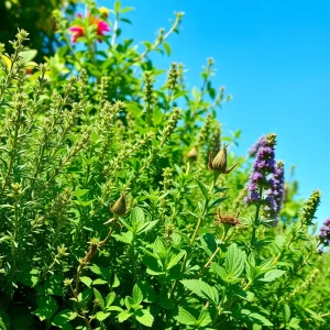 A diverse range of hardy herbs growing in a sunny New York garden.
